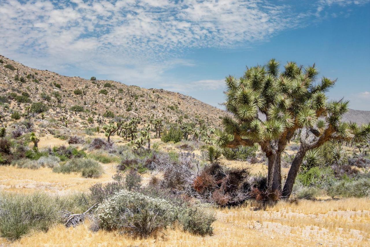 Peaceful Home With Nature Views & Trail Access Yucca Valley Zewnętrze zdjęcie